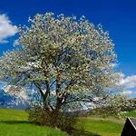 ホテル Adlerhof Am Sonnenplateau ミエミング